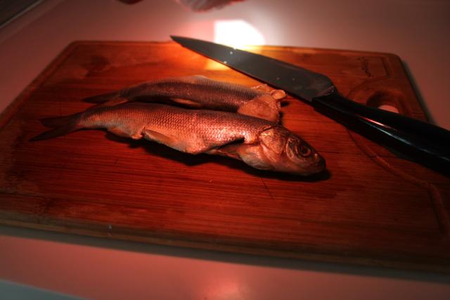 dead fish and knife