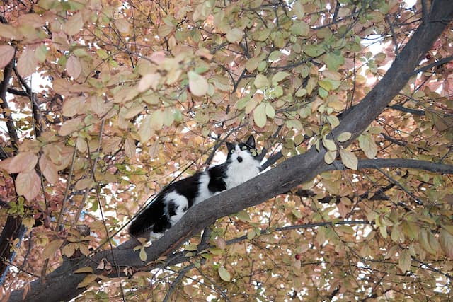 ağaçtaki kedi