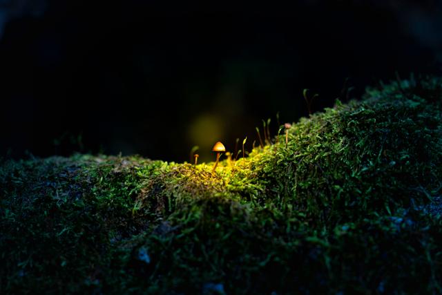 Yalnızlığın Işığı