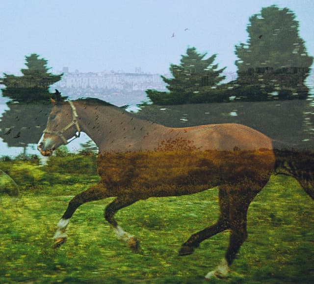 'Harmonia' - Magie des Chevaux