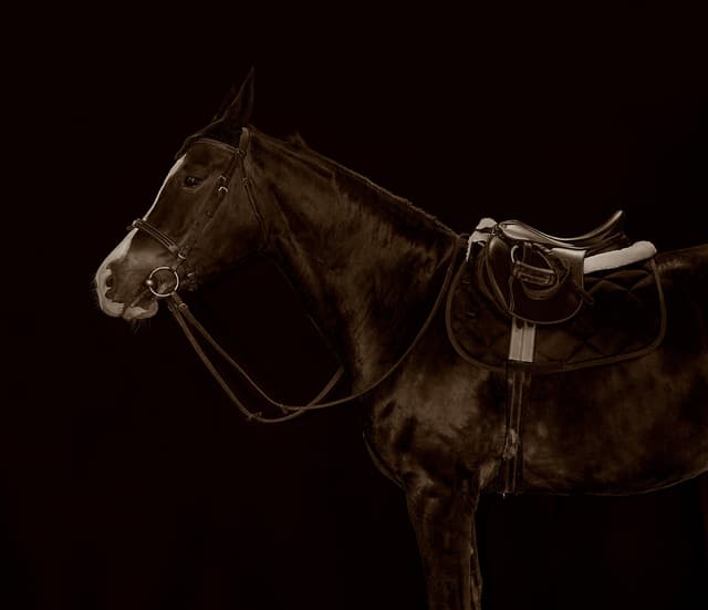 'Yaş' - from BOLDER HORSES