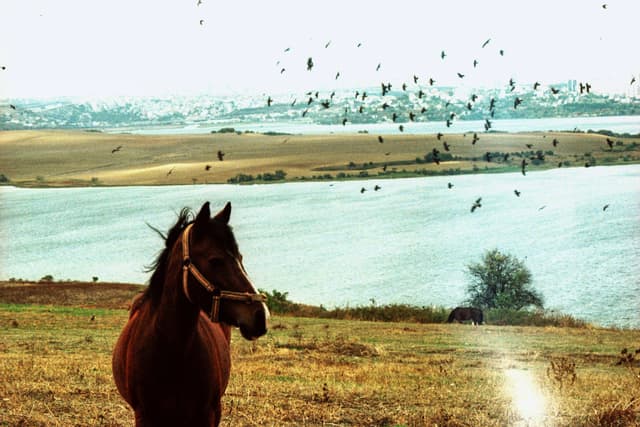 Kuşların Şiiri' - 'Magie des Chevaux'